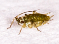 Dysaphis gallica